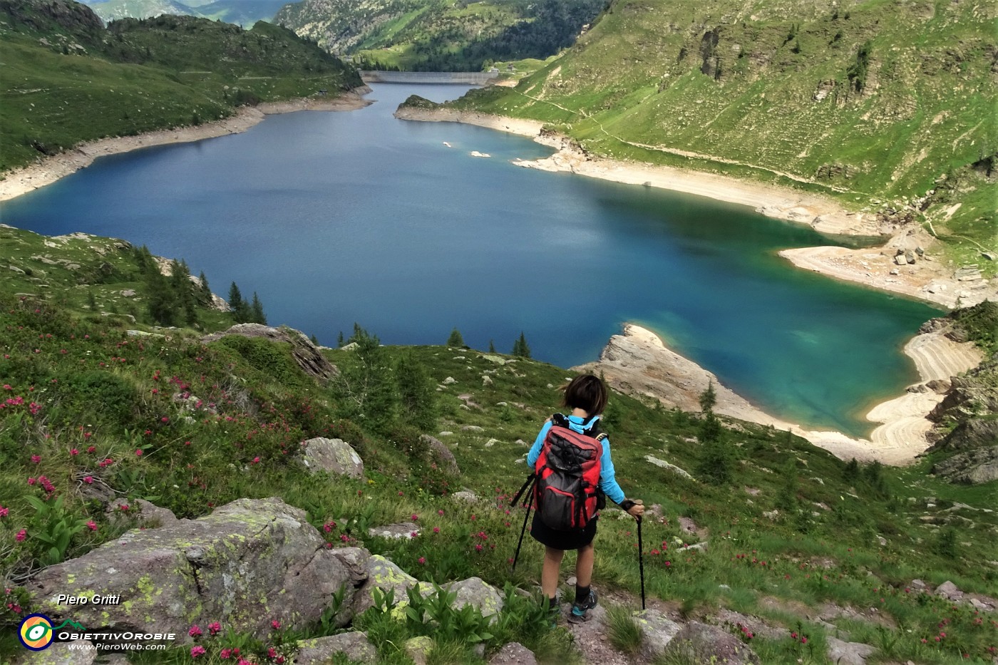 64 Scendiamo ai Laghi Gemelli tra rododendri rossi in fiore.JPG